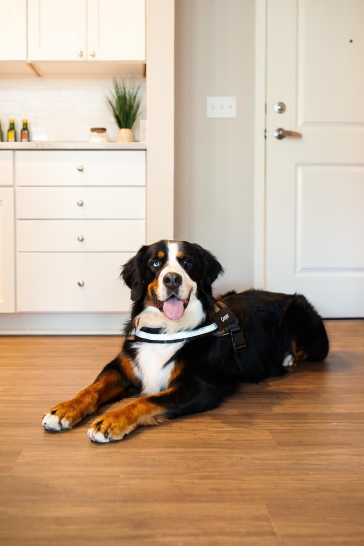 undefined apartments for rent - image - Pet-friendly community | Cincinnati OH Apartments For Rent | The residences at MQ